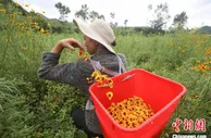 “中国核桃之乡”深度触“网”谋振兴