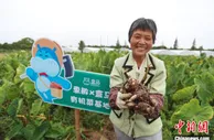 订单农业解决传统痛点 为沪上有机农场带去春天