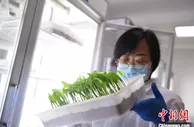 甘肃组建玉米产业企业创新联合体：守好农业“芯片”