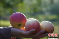 新疆阿克苏：一年好景已至 苹果红枣挂满树