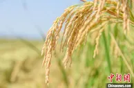 亩产破700公斤 浙江玉环1800亩海水稻“开镰”