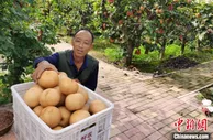 河北馆陶：万亩晚秋黄梨喜迎丰收