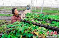 沙地上建起3000亩玫瑰园   河北肥乡“鲜花经济”助农增收