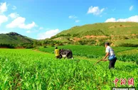 内外冲击下，中国“粮袋子”能否稳得住？