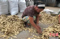 探访千年药都里的“甘草小镇”：小甘草铺就“黄金路”