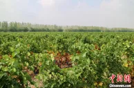归国华商荒滩耕耘14载：想把中国葡萄酒推向世界