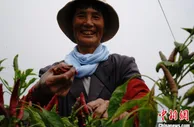河北临漳辣椒丰收 四川火锅底料添新