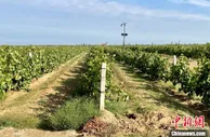 小葡萄串起大产业 宁夏“紫色名片”成致富“金钥匙”