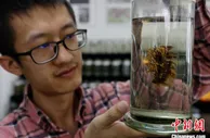 揭秘虫草的“物种多样性”：有虫有“草”，却非虫非草