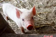 猪肉价格降到10元以下，要发家不能光靠养猪了