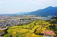 农业农村部：全国秋粮收获已过两成 进度与上年相当