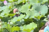 四川内江：因地制宜发展荷莲产业 延伸产业链带动村民就业