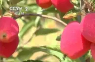 青海海东：千亩“仙女果”实现经济效益与生态效益双赢