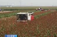 金秋到高粱红 河北阜城12万亩高粱红红火火迎丰收