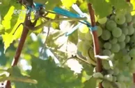 山东蓬莱：8万亩酿酒葡萄丰收 小葡萄串起大产业