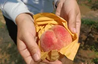 无锡阳山果香飘满桃林间 正是早桃上市时