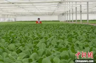 甘肃撂荒地里看“丰景”：山野无闲田  “专班”机收盼满仓粮
