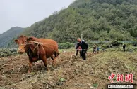 贵州安顺乡村振兴有“薯”