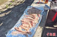 浙江一高校师生实验“如何让羊肉更美味” 获称求知欲与食欲兼得