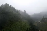 湖南安化黑茶见证千年茶韵 “十里画廊”续写乡村振兴