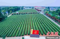湖南农业大学与长沙望城区联合建设茶树“基因库”