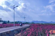 浙江常山“紫薇花瓶”远销迪拜 激活乡村共富产业链
