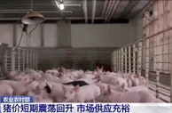 猪价短期震荡回升 养殖场户不应盲目压栏