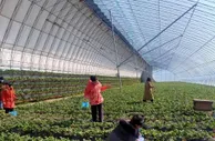 河北涞源：发展精品农业激发乡村振兴新潜力
