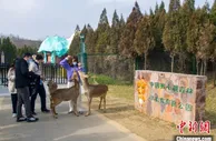 一年历经多次暂停重启 河南文旅如何振信心？