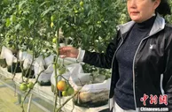 新技术种菜“颠覆”传统 江苏宿迁高效农业带领老乡共奔富裕