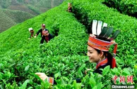 粤桂联手打造珠江上游金秀大瑶山“绿色银行”