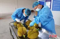 中国首个铁路进境水果口岸今年进口东盟水果破万吨