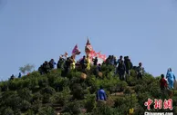 安徽歙县探索茶旅融合 激发高山茶园生态经济活力