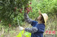 荔枝之乡增城荔枝今年产量预计达4.1万吨
