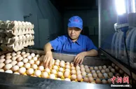 一个月涨价约20% 中国鸡蛋价格缘何飞涨？
