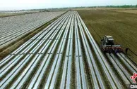新疆沙雅县滴灌节水省时省心 助农提效增产增收