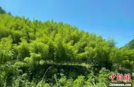 浙江东阳以竹产业探共富：进一步做活“竹文章”