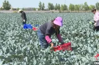 山西长子优化种植结构 蔬菜卖到东南亚