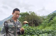 探访“中国抹茶之都”：抹茶吃出新“食”尚 走俏海外促增收