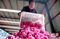 闻着花香致富：河北阜城玫瑰种植延伸“赏食用”