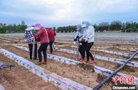 辣椒产业从零到九万亩 山西屯留真金白银助农业高质量发展