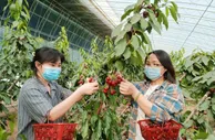 新疆阿克苏地区引进羊角蜜、车厘子等特色种植  助群众增收（图）