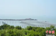浙南海岛渔民探共富路径：大黄鱼变身“致富鱼”