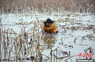 江苏沛县湖西农场打好“莲藕经济”牌 念好产业“富民经”