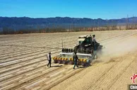 新疆托克逊县7万余亩棉花全面开播