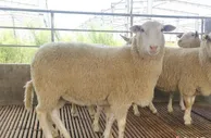 上百只澳大利亚种羊抵华 内蒙古牧业再结“洋亲”