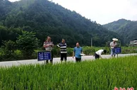 湖南双峰再生稻飘香 量质齐增助农增收