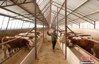 农业农村部：建设一批以肉牛肉羊为主导产业的强镇