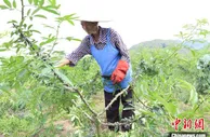 贵州贞丰花椒丰收 农户预计增收6700余万元