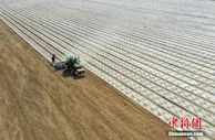 2021年中国棉花产量小幅下降 新疆播种面积增加